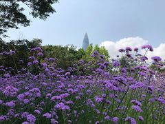 -深圳湾公园(南山区)