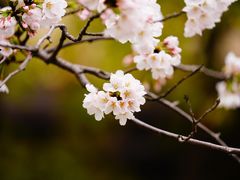 -高东镇樱花园