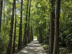 -上海滨江森林公园