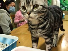 -藦茜花园宠物主题亲子互动体验馆(国顺东路店)