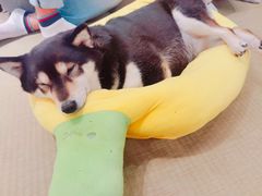 -逗柴咖啡屋·狗咖猫咖宠物桌游