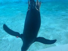 -珠海长隆海洋王国