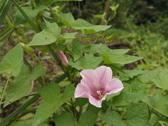 -樱桃山旅游景区
