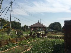 -龙湖东院农庄(乡间小路店)