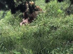 -沈阳森林动物园