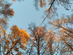 -莫尔道嘎国家森林公园