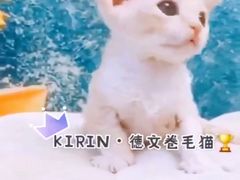 -十年猫舍·猫咪专门店(普陀店)