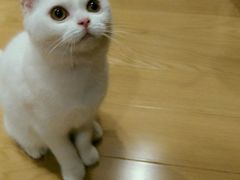 -宠小格时尚宠物生活馆(唐镇店)