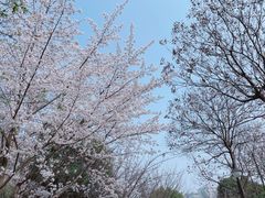 -西安青龙寺遗址景区