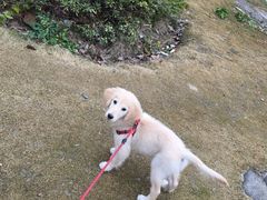 -翊宠yipet猫狗购宠庄园犬舍•猫舍