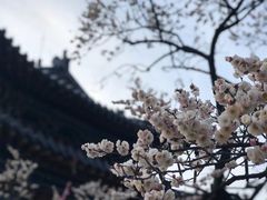 -梅花山(明孝陵内)