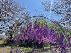 -天王浮山樱花园