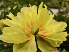 -神州牡丹园