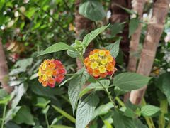 -南宫五洲植物乐园