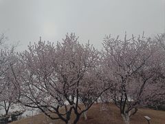 -北京西山国家森林公园