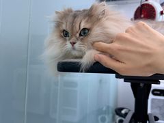 -爱洗澡的猫(望京店)