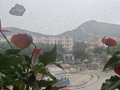 -粤点越有·茶点·粤菜(樵岭国际店)