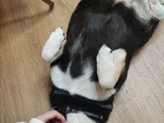 -是阿柴呀！柴犬咖啡·爱喵喵猫咖