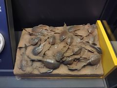 红烧肉套餐-贝林大翅鲸简餐厅(国家海洋博物馆店)