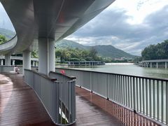 -银湖山郊野公园-相思林