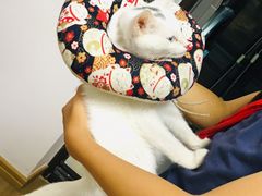 -心语宠物医院·急重症转诊中心·瑞辰华诺(南青路店)