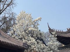 -灵谷景区