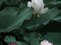 -嘉北郊野公园