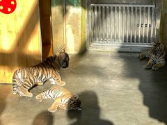 -大连森林动物园