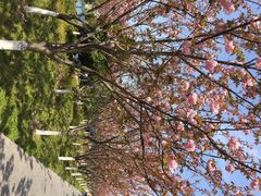 高东镇樱花园-高东镇樱花园