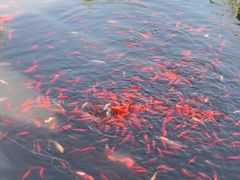 -武清南湖绿博园