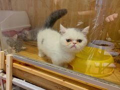-猫色咖啡·猫咖