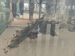 -羊亭河湿地公园