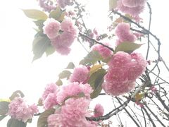 -天适樱花悠乐园