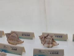 -贝壳梦幻世界