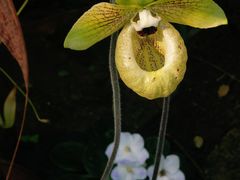 -国家植物园南园