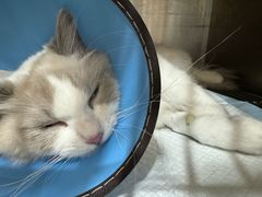 -米苏动物医院·犬猫专科·骨科外科内窥镜