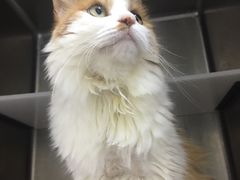 -北京观赏动物医院·24小时大型综合·猫专科·异宠专科