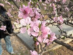 -石家庄市植物园