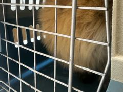 -御宝贝·A梦猫科宠物医院(国际猫友好医院)