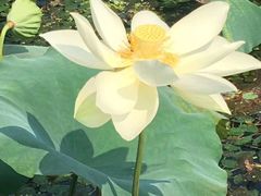 -西湖外事游船(花港观鱼码头)