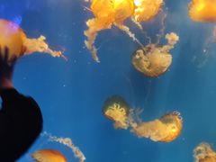 -海合安成都极地海洋公园