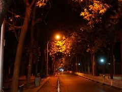 -三里屯东五街银杏大道