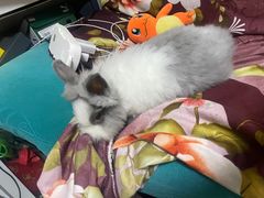 -猫猫幼稚园·撸猫·桌游·电玩