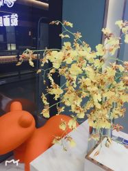 点击看大图 -MEMO Skin漫溯皮肤管理