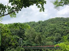 -西双版纳原始森林公园