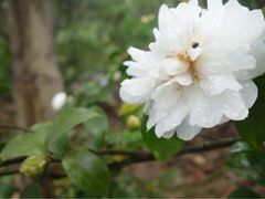 iphone_upload_pic-西湖茶墅