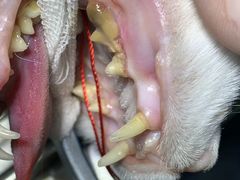 -北京赛佳动物医院