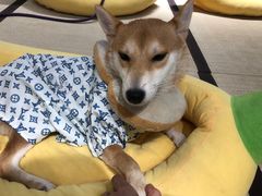 -逗柴咖啡屋·狗咖猫咖宠物桌游
