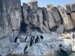 -上海野生动物园