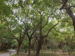 -上海滨江森林公园